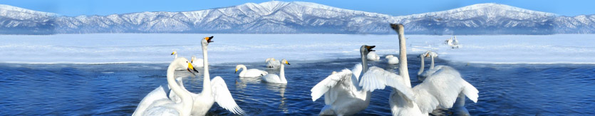 日本北海道．知床秘境+网走流冰+阿寒湖温泉+钏路5天