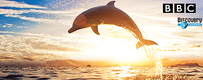 夏威夷双岛游．大岛野生海豚同游+檀香山最佳酒店7天