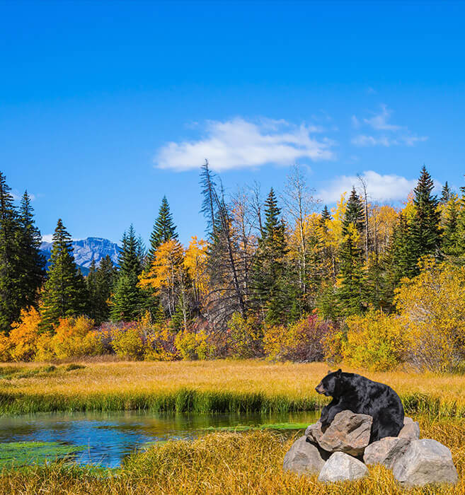 探访野生灰熊家园，鲑鱼洄游奇迹