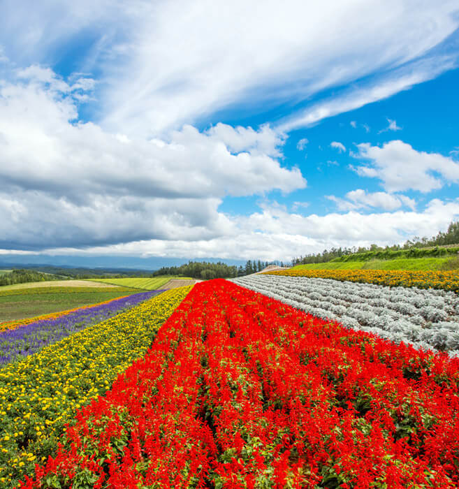 漫步彩虹花田，夏日庆典烟火，温泉海鲜美食