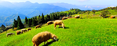 台湾·亲子乐园·猫空缆车+清境农场绵羊秀+动物世界7天